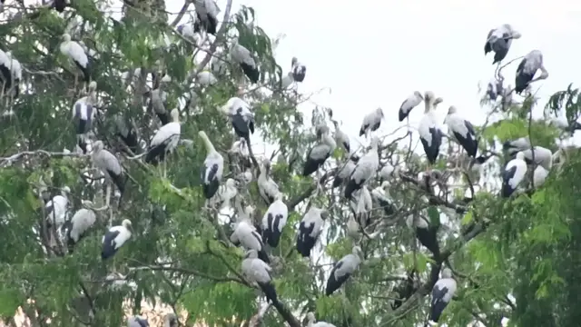 'Video thumbnail for A lot wild bird stay on area place here'