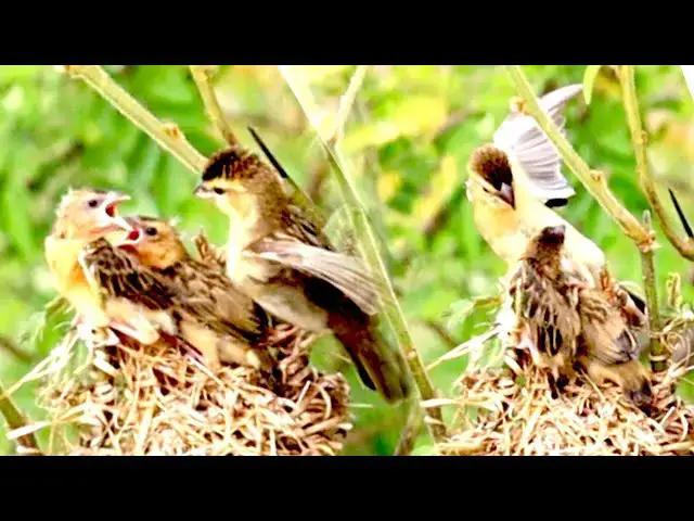 'Video thumbnail for Babies wild golden bird let out from nest to fly'