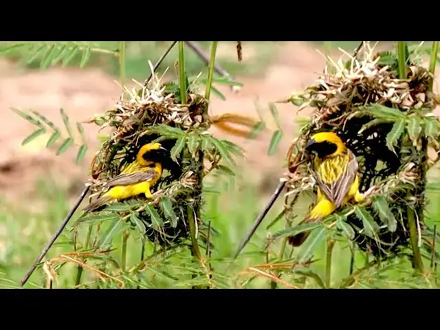 'Video thumbnail for Wild golden bird of mother bird,  get grass to made nest'
