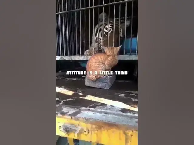 'Video thumbnail for it's All In The Timing'
