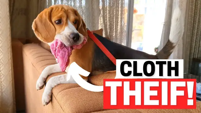 'Video thumbnail for Why Do Dogs Steal Socks, Shoes and Other Clothes?'