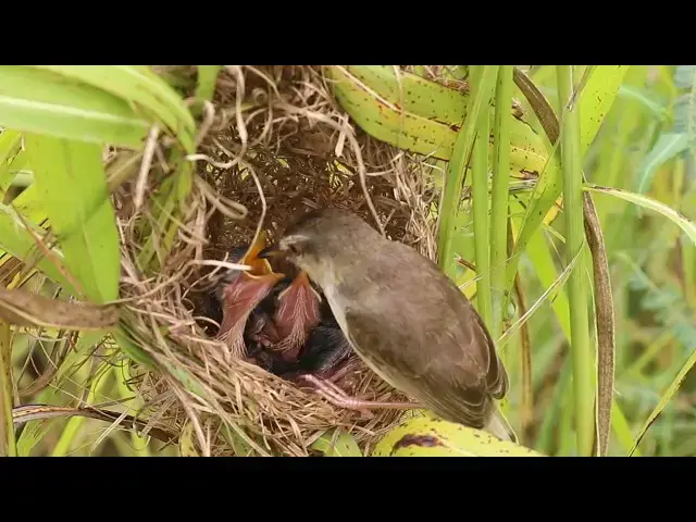 'Video thumbnail for Wild Bird Grown Bird Feeing Grasshopper To Babies in Nest  @ViralBirdNest'
