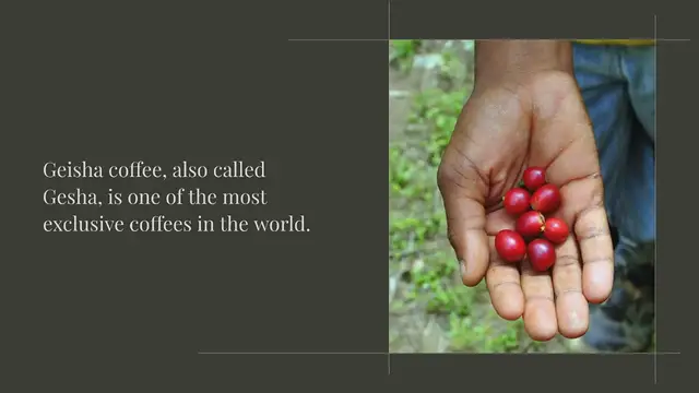 'Video thumbnail for What is Geisha Coffee'