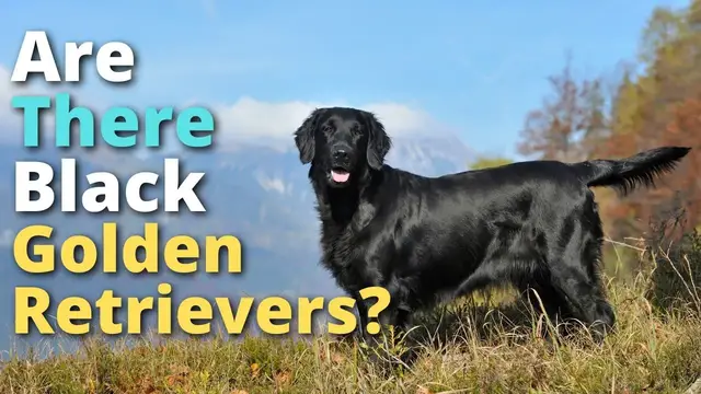 'Video thumbnail for Black Golden Retrievers'