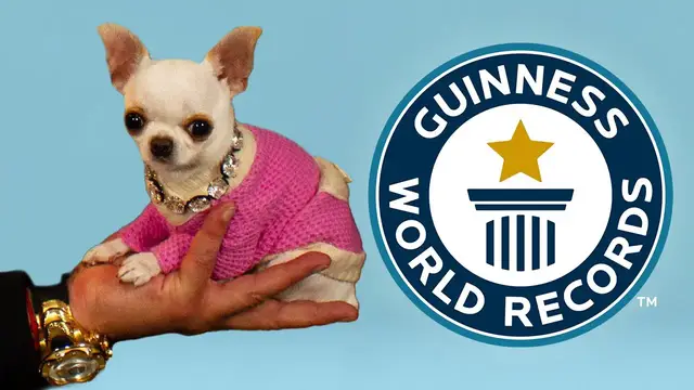 'Video thumbnail for New World's Shortest Dog'