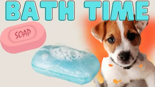 'Video thumbnail for Jack Russell Terriers (Giving Luna A Bath Vlog Episode 2)'