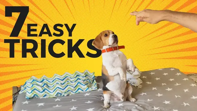 'Video thumbnail for 7 Cool Tricks to Teach your Beagle (with step-by-step Guide)'