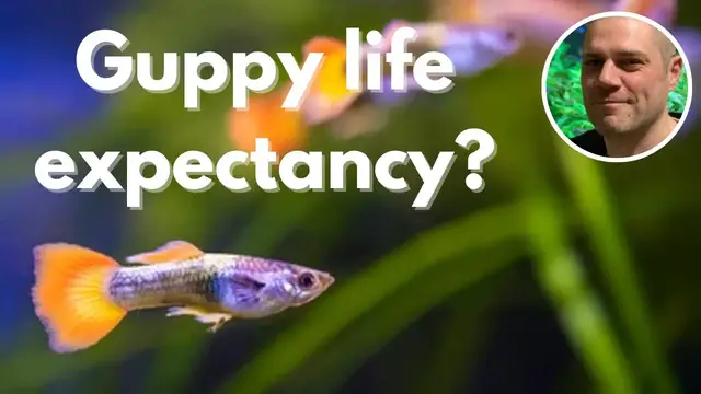 'Video thumbnail for How Long Do Guppies Live For? WHAT IS A GUPPY'S LIFE EXPECTANCY?'