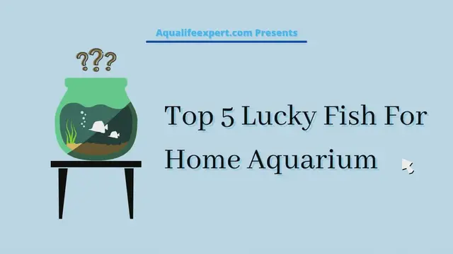 'Video thumbnail for Top 7 Lucky Fish For Home Aquarium'
