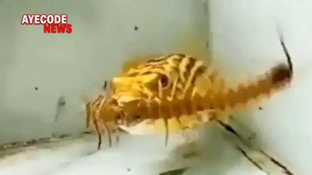 'Video thumbnail for Crazy Fish Devours A Scorpion,Centipede And A Snake'