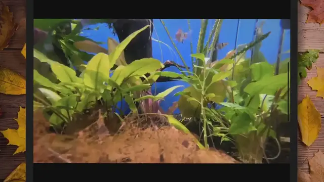 'Video thumbnail for Amazon Sword Plant: Care Fact and Propagation'