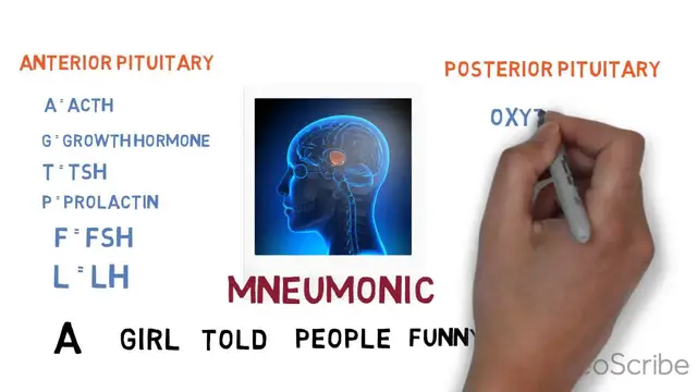 'Video thumbnail for Pituitary Basics'