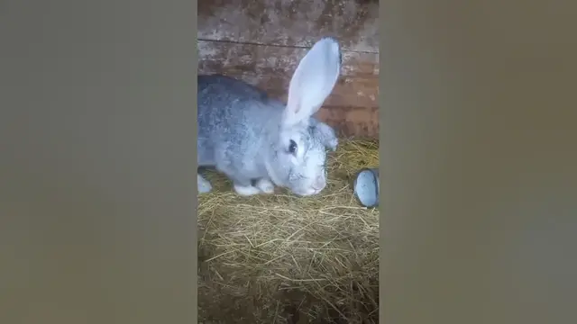 'Video thumbnail for Is it cruel to keep one rabbit?#shorts'