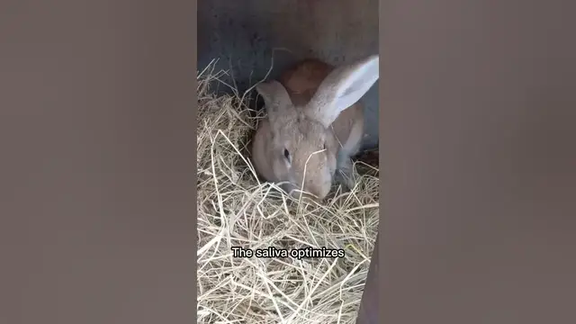 'Video thumbnail for Feeding recommendations for rabbits#shorts'