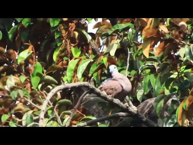 'Video thumbnail for Dove bird clean all budy after rain'