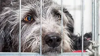 'Video thumbnail for Dog Crate: Pros & Cons of Using'