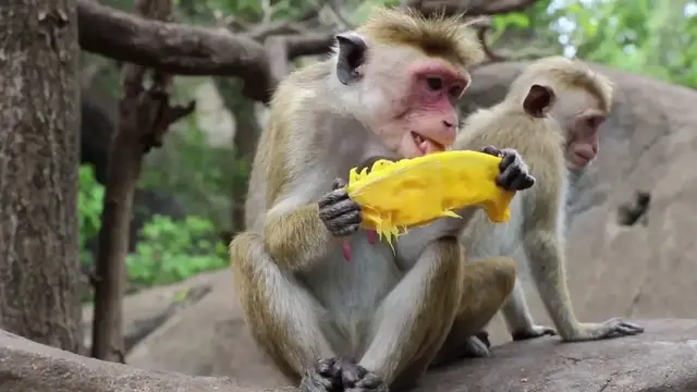 'Video thumbnail for Thilanka Resort and Spa, Dambulla - Sri Lanka'