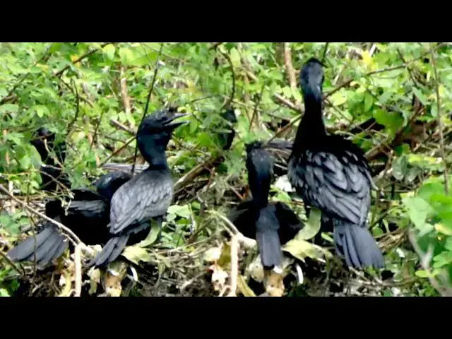 'Video thumbnail for Top white bird nest in here, Nest white bird a lot'