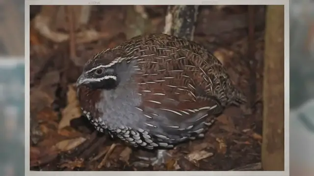 'Video thumbnail for Can You Keep Quail as Pets?'