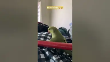 'Video thumbnail for two indian ringneck parakeets talk together'