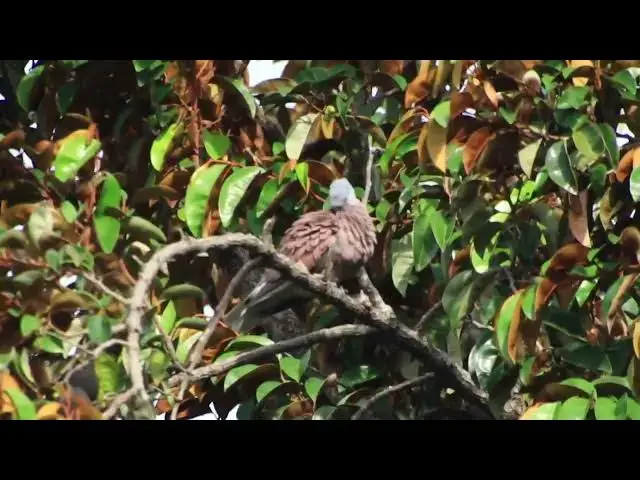 'Video thumbnail for Femal & Male Dove bird clean all budy'