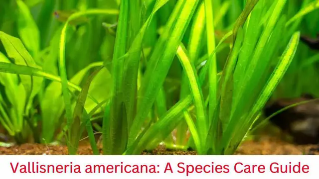 'Video thumbnail for Vallisneria americana: A Species Care Guide'