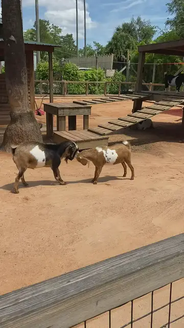 'Video thumbnail for Cute Goats Butt Heads'