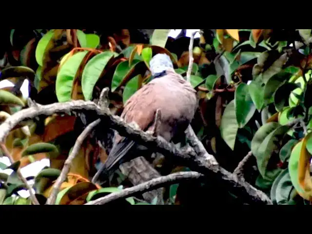 'Video thumbnail for Area wild dove bird clean budy on tree'