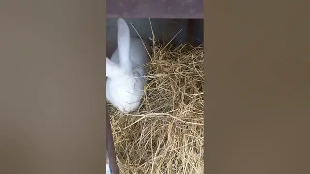 'Video thumbnail for Adorable white rabbit😘🥰#shorts'