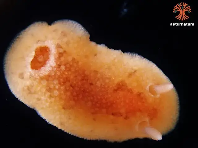 'Video thumbnail for Carminodoris boucheti'