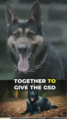 'Video thumbnail for the mesmerizing gsd blue'