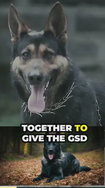 'Video thumbnail for the mesmerizing gsd blue'