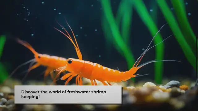 'Video thumbnail for top-10-aquarium-shrimp-in-the-USA'