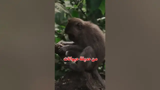 'Video thumbnail for نظرية القرد الا متناهية'