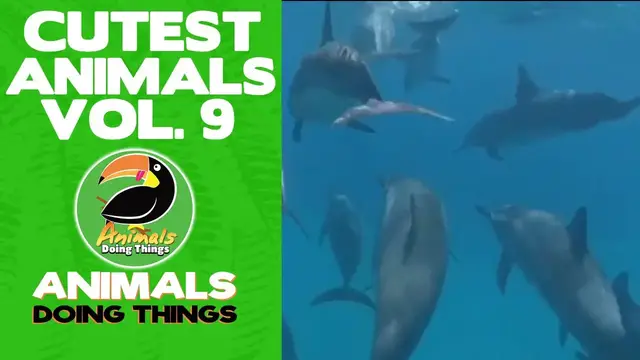 'Video thumbnail for Funny Animals Vol. 9 | Animals Doing Things'