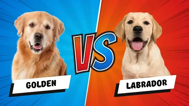 'Video thumbnail for Labrador vs. Golden Retriever, Which is Best?'