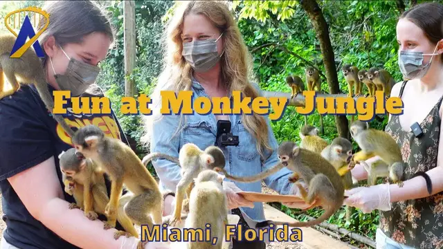 'Video thumbnail for Fun from Monkey Jungle in Miami'