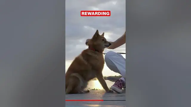 'Video thumbnail for Master 'Sit' Training in 30 Seconds! #husky #huskytraining #dogobedience'