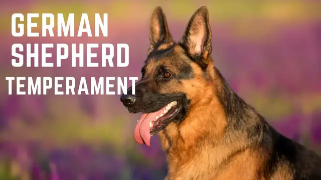 'Video thumbnail for German Shepherd Temperament'