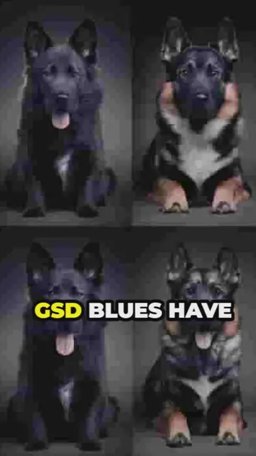 'Video thumbnail for the versatility of gsd blues'