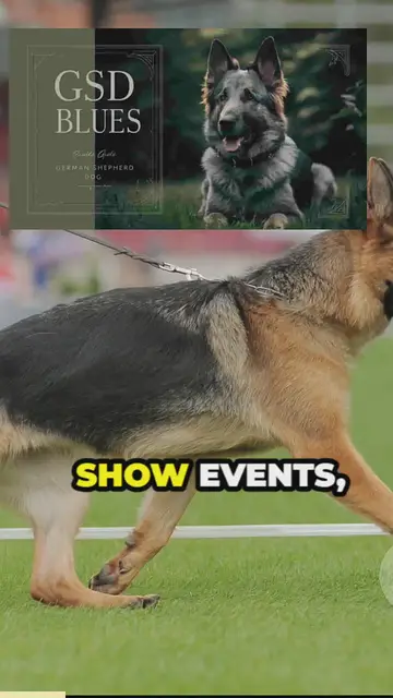 'Video thumbnail for the versatility and contributions'
