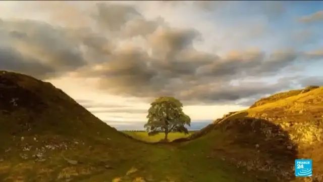 'Video thumbnail for Sycamore Gap tree vandals jailed over 4 years in England'