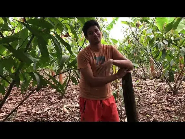 'Video thumbnail for Con esto comerás mangos sin gusanos'
