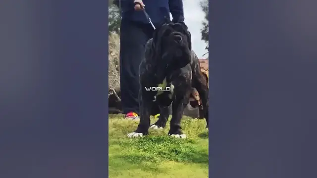 'Video thumbnail for Never Mess With These 3 Best Guard Dogs: #2 Can Stand A Lion!'