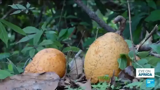 'Video thumbnail for Senegal is going madd about the fruit'