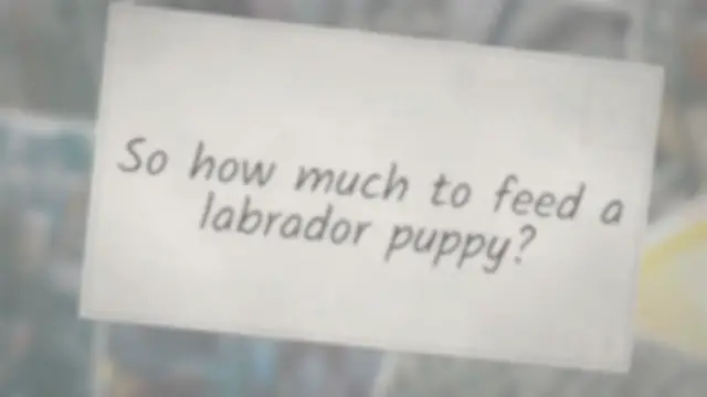 'Video thumbnail for How Much To Feed A Lab Puppy? Labrador Feeding Chart By Age'