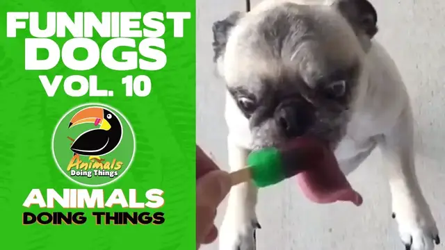 'Video thumbnail for Funny Dogs Vol. 10 | Animals Doing Things'