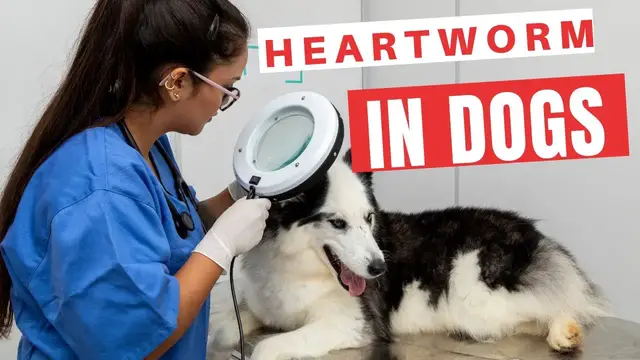 'Video thumbnail for How to Cure Heartworm in Dogs'