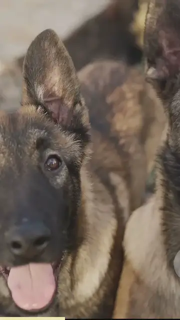 'Video thumbnail for breed all about it (1)'