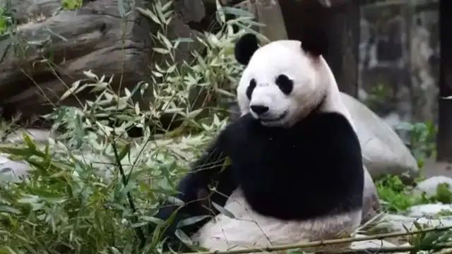 'Video thumbnail for Panda economy: China's Chengdu region sees tourism boom'
